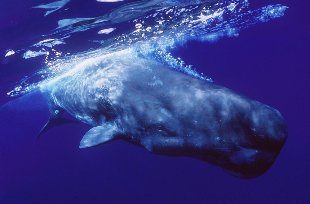 Bildungsmesse, Multimar 