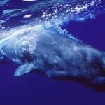 Bildungsmesse, Multimar 