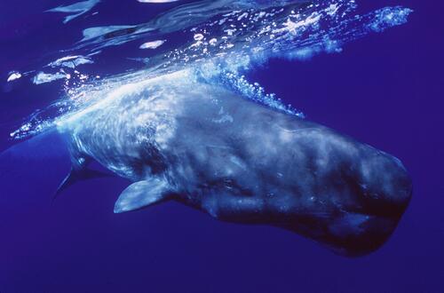 Bildungsmesse, Multimar 