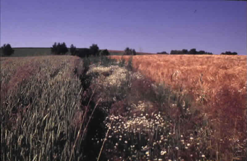 Lebensraum Börde - Überregional - Beispiel 