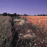 Lebensraum Börde - Überregional - Beispiel 