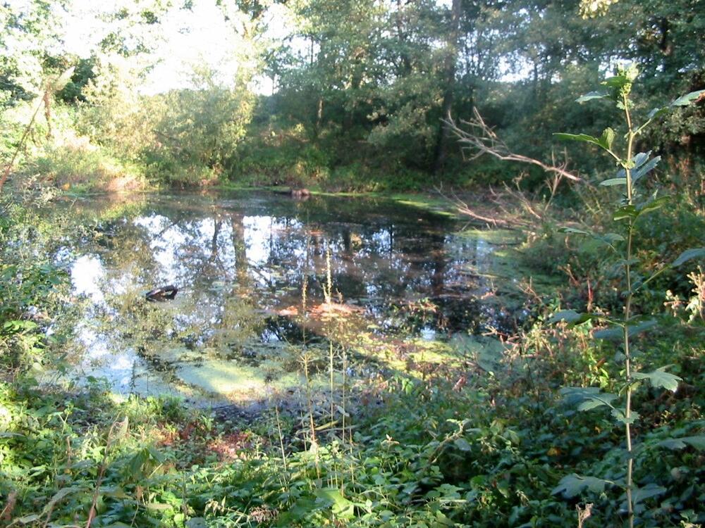 Natürlicher Flussarm 