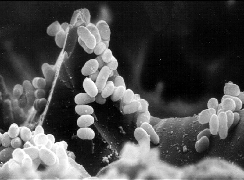 Bakterium <i>Corynebacterium glutamicum</i> 