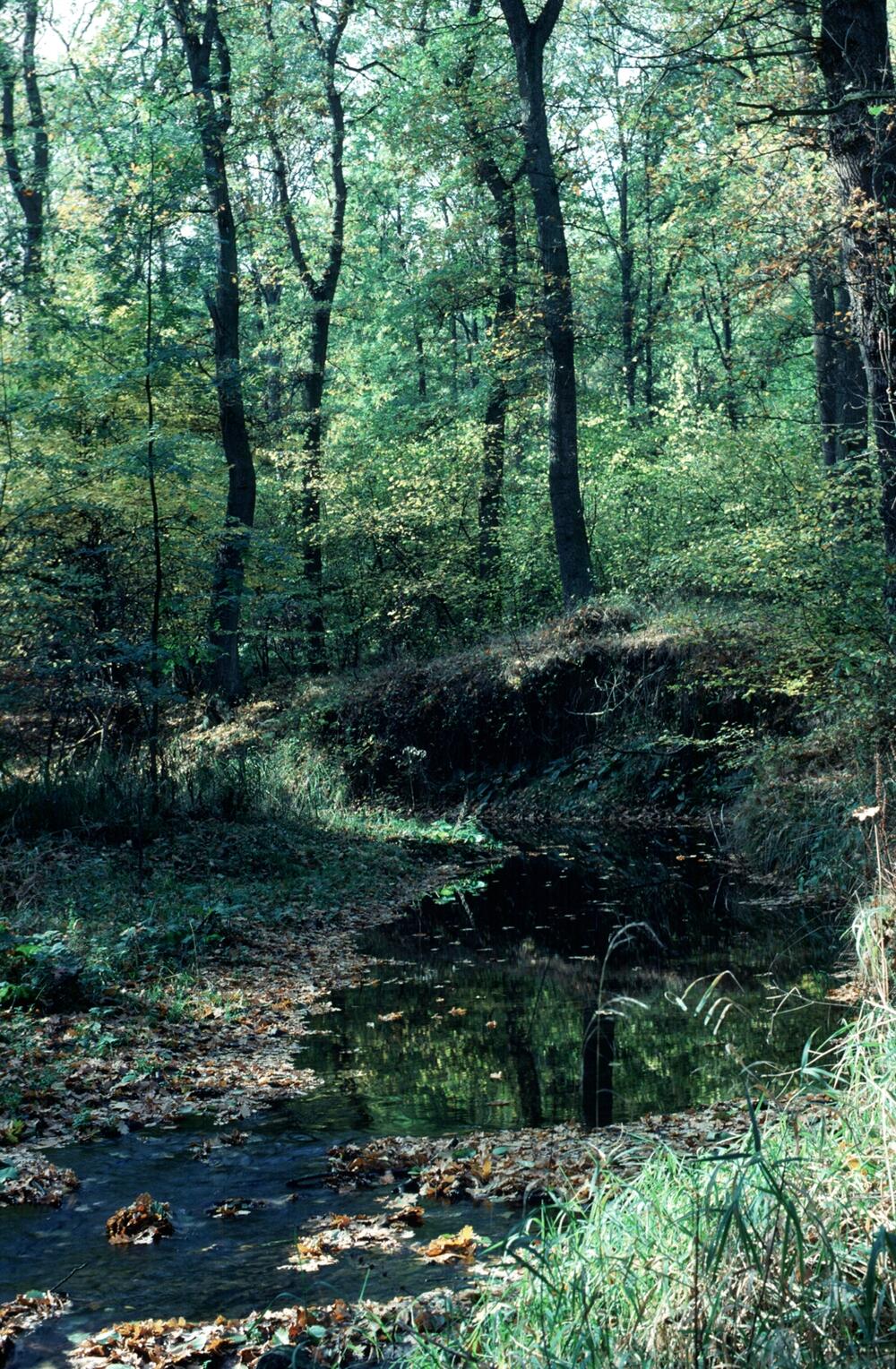 Urwald vor den Toren der Stadt Saarbrücken 