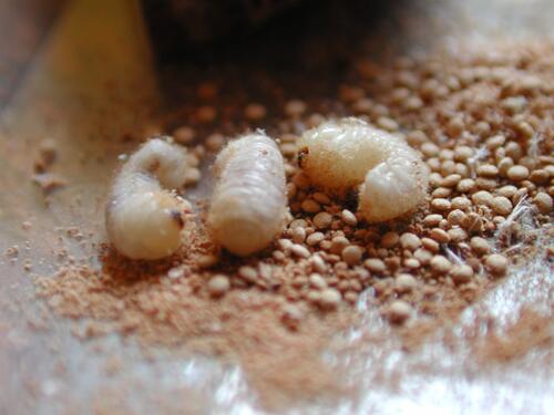 Detmold, Larven Gescheckter Nagekäfer 