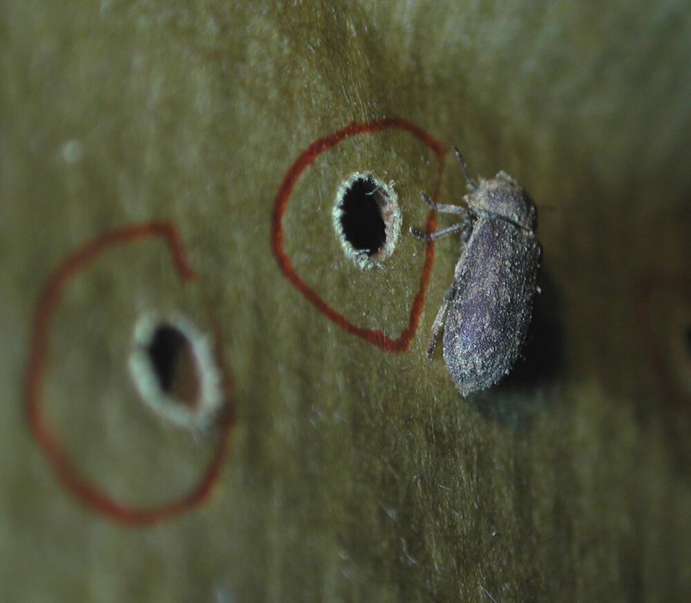 Detmold, Freilichtmuseum, Nagekäfer über Ausschlupfloch 