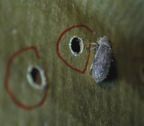 Detmold, Freilichtmuseum, Nagekäfer über Ausschlupfloch 