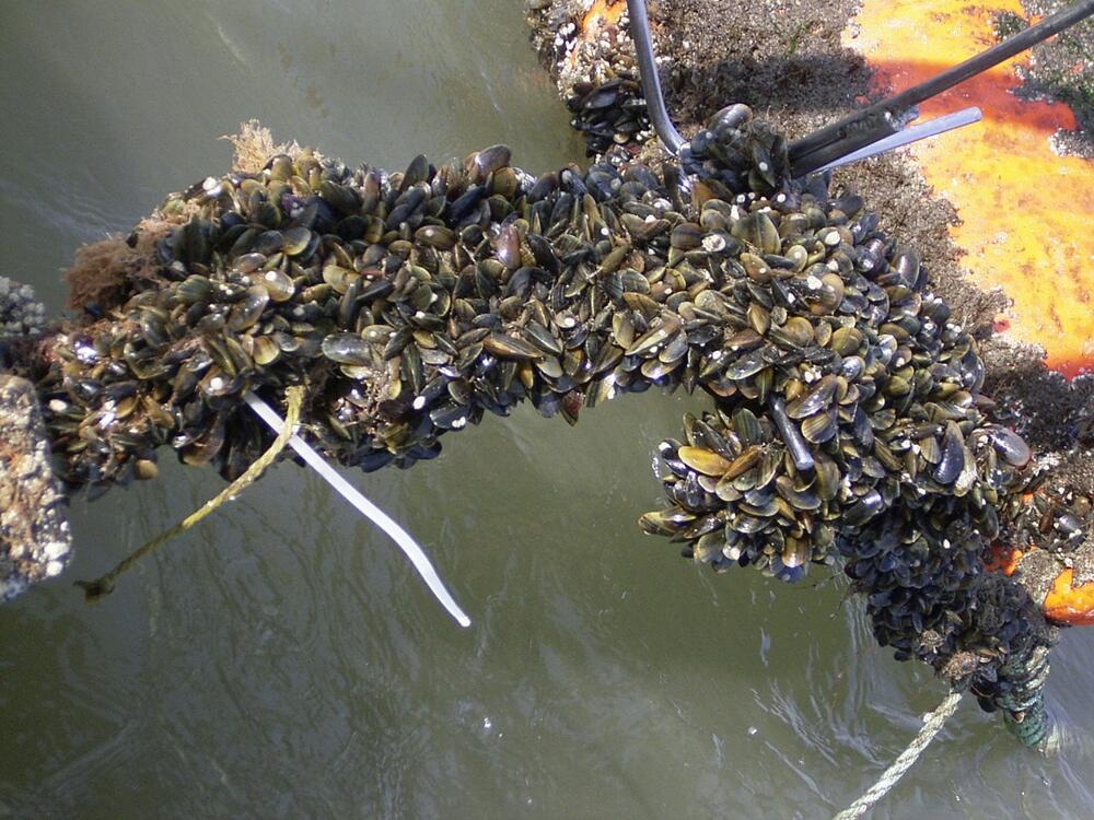 Miesmuschelzucht 