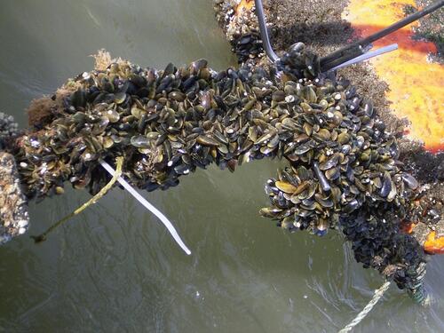 Miesmuschelzucht 