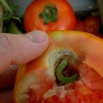 Baumkapselwurm in Tomate 