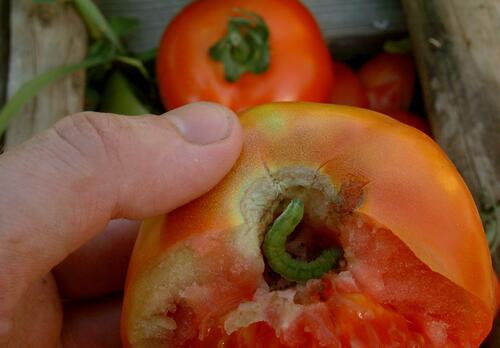 Baumkapselwurm in Tomate 