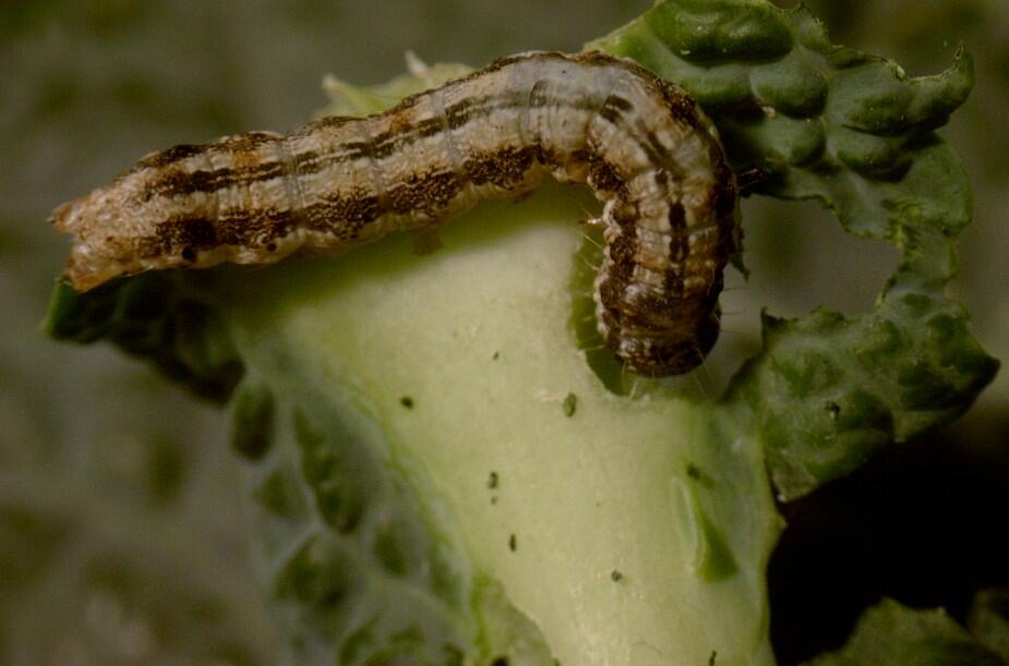 Baumwollkapselwurm an Kohl 