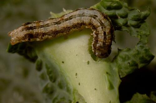 Baumwollkapselwurm an Kohl 