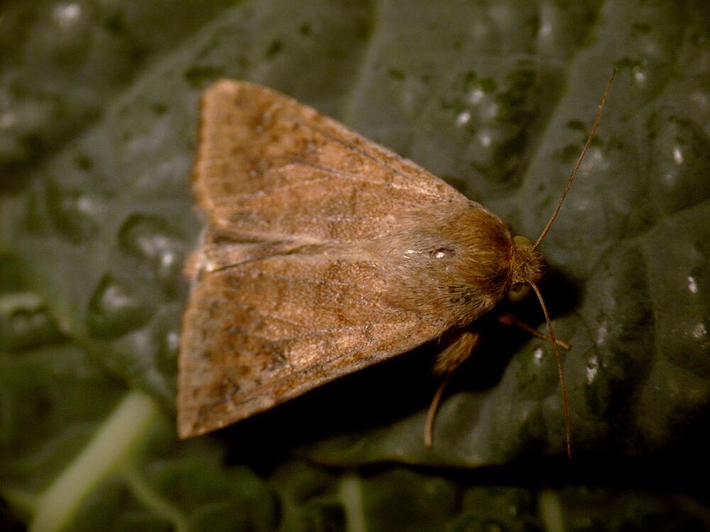 Baumwollkapselwurm als Motte 