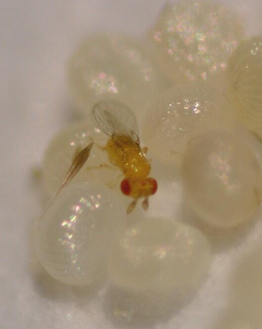 Schlupfwespe im Laborversuch 