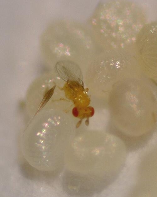 Schlupfwespe im Laborversuch 