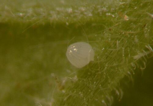 Baumwollkapselwurm-Ei an Tomate 