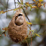 muna 2004 Beutelmeise &copy; Udo Becker, Obersuhl