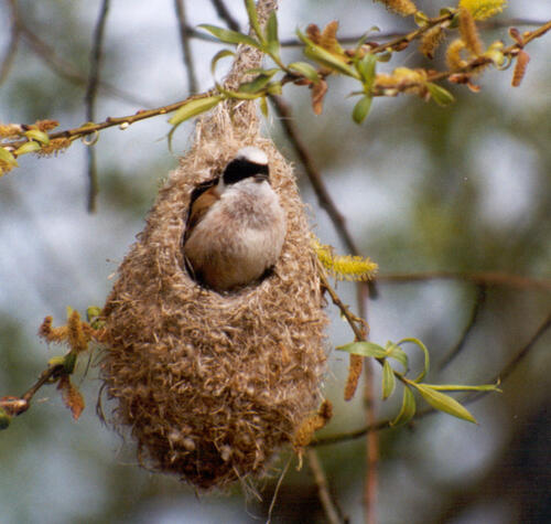 muna 2004 Beutelmeise &copy; Udo Becker, Obersuhl