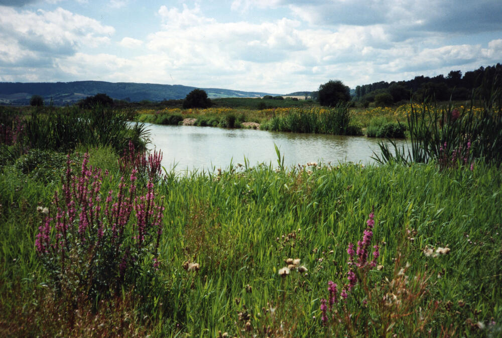 Natürliche Entwicklung im NSG Rhäden - Feuchtlebensräume &copy; Archiv Walter Gräf