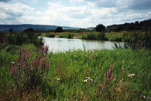 Natürliche Entwicklung im NSG Rhäden - Feuchtlebensräume &copy; Archiv Walter Gräf
