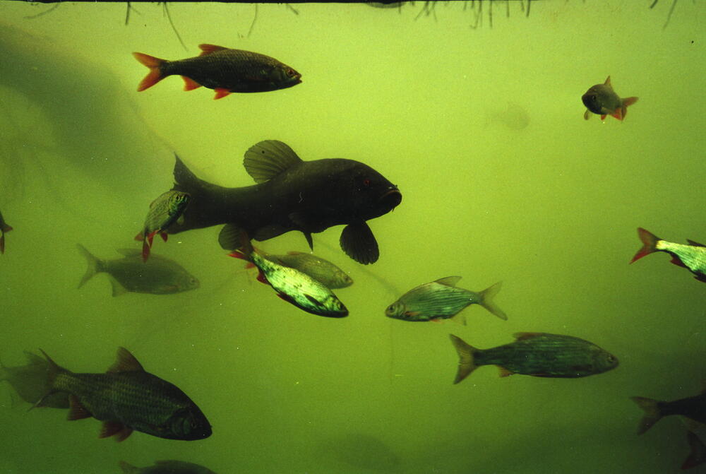 altes Freibad in Thalmassing (Bayern) 