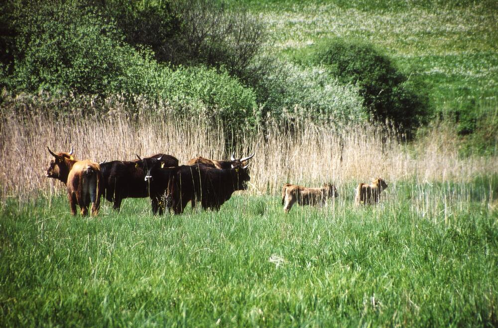 Franz Beer BUND-Markdorf Beweidung mit Heckrindern &copy; BUND-Markdorf