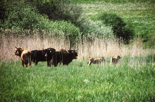 Franz Beer BUND-Markdorf Beweidung mit Heckrindern &copy; BUND-Markdorf