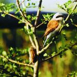 Goldene Natur 2001 Neuntöter mit Feldmaus_Foto Andreas Winkler &copy; Andreas Winkler, Limbach-Oberfrohna