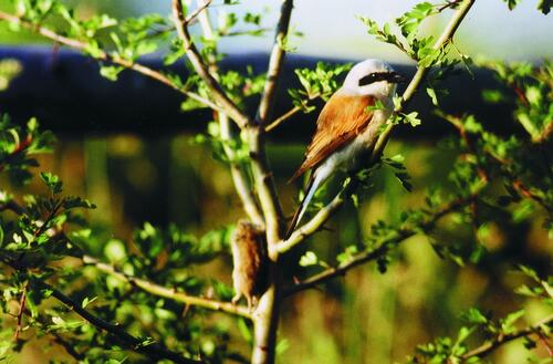Goldene Natur 2001 Neuntöter mit Feldmaus_Foto Andreas Winkler &copy; Andreas Winkler, Limbach-Oberfrohna