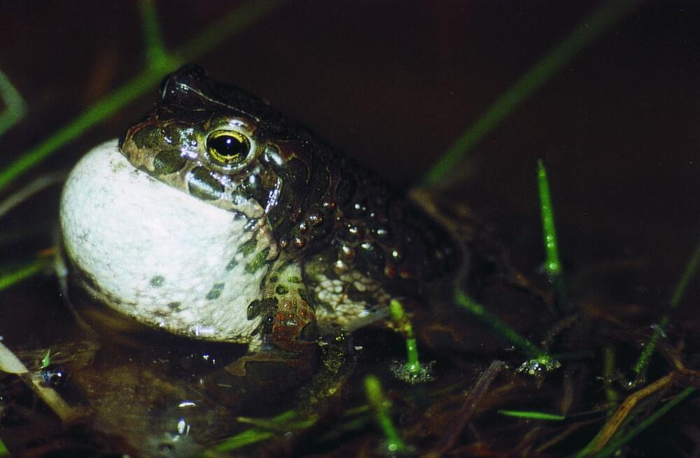 Goldene Natur 2001 rufende Wechselkröte_Foto Andreas Winkler &copy; Andreas Winkler, Limbach-Oberfrohna