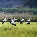 Goldene Natur 2001 Weißstörche in der Saalbachniederung Foto NABU Hambrücken &copy; NABU Hambrücken
