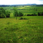 Goldene Natur 2001 orchideenreiche Wiese Schießplatz Rothenstein Foto Klaus Götze 