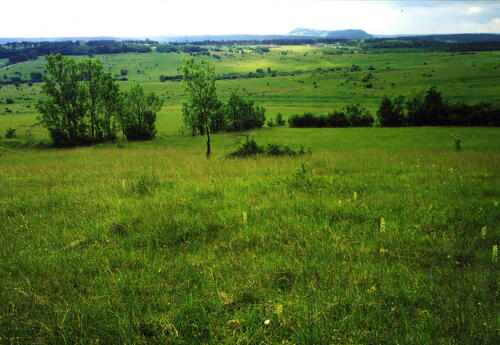 Goldene Natur 2001 orchideenreiche Wiese Schießplatz Rothenstein Foto Klaus Götze 