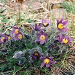Goldene Natur 2001 Echte Kuhschelle Pulsatilla vulgaris am Wachtelberg Foto Klaus Zeibig 