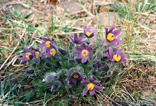 Goldene Natur 2001 Echte Kuhschelle Pulsatilla vulgaris am Wachtelberg Foto Klaus Zeibig 