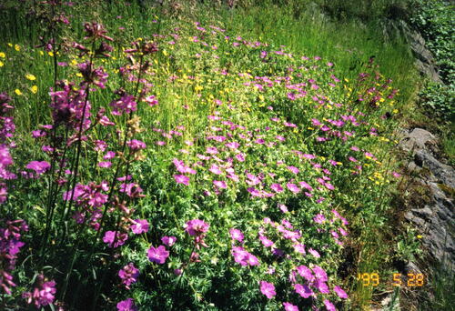 Goldene Natur NSG Wachtelberg Pechnelke Kleines Habichtskraut Blutstorchschnabel Foto Klaus Zeibig 
