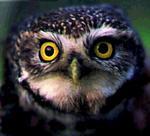 Steinkauz Bioindikator für vielfältige Kulturlandschaft Foto NABU Osnabrück 