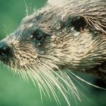 Otter Portrait 