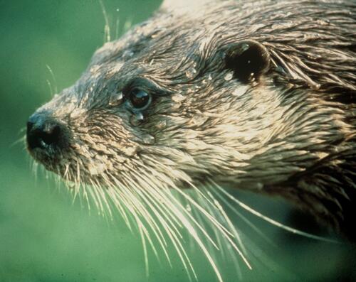 Otter Portrait 