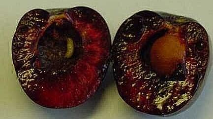 Kirschfruchtfliege Larve 