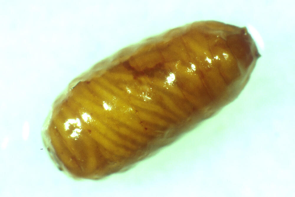 Kirschfruchtfliege Larve mit Nem 