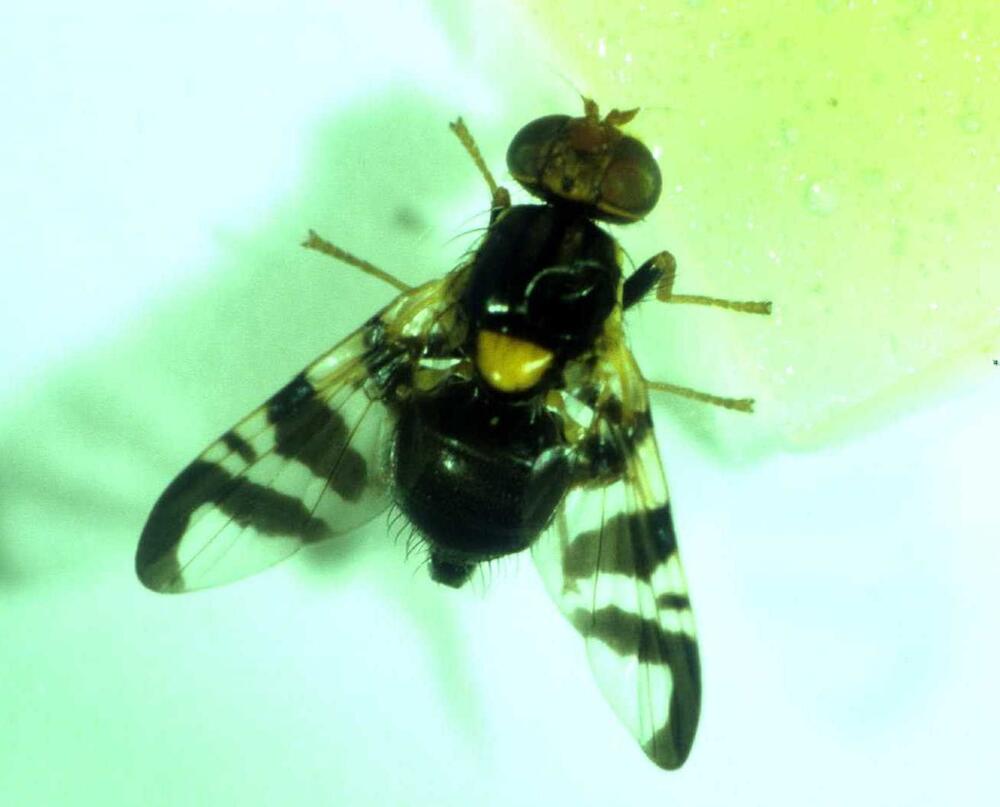 Kirschfruchtfliege weiblich 