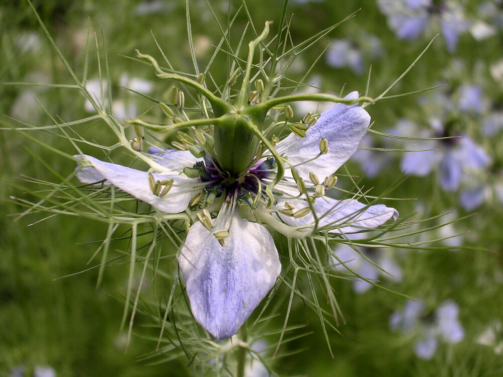 Woche der Botanischen Gärten Jungfer im Grünen - Nigella damascena 