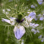 Woche der Botanischen Gärten Jungfer im Grünen - Nigella damascena 