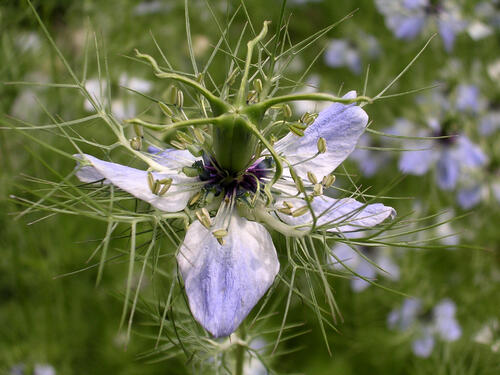 Woche der Botanischen Gärten Jungfer im Grünen - Nigella damascena 