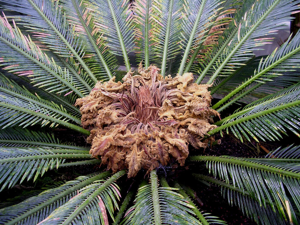 Woche der Botanischen Gärten - Palmfarn Cycus revoluta 