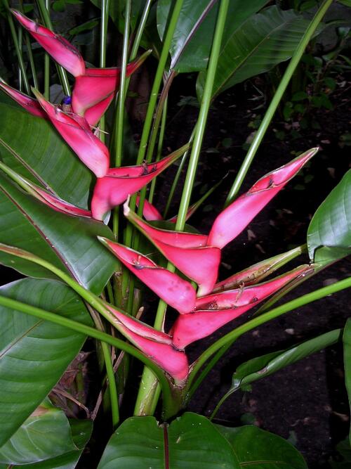 Woche der Botanischen Gärten - Hummerschere 