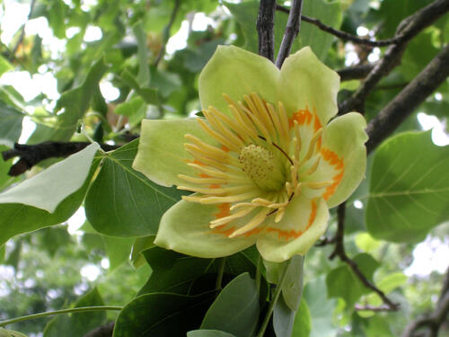 Woche der Botanischen Gärten Tulpenbaum 