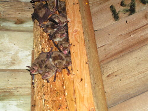 Große Mausohren Myotis myotis, Kirchturm Dorfkirche Bischdorf; Foto: Fuellhaas &copy; DBU